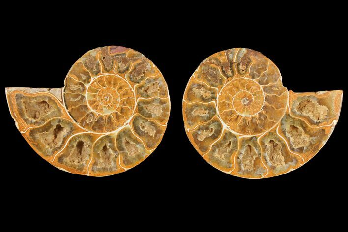 3.3" Cut & Polished Agatized Ammonite Fossil (Pair)- Jurassic